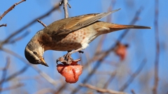 DSCN8860：ハチジョウツグミ