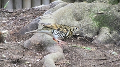 P1010105：トラツグミ