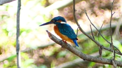 P2290615：カワセミ