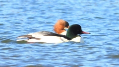 DSCN5848：カワアイサ