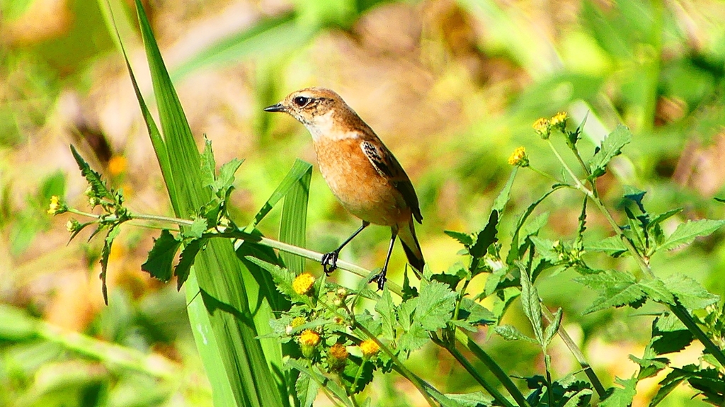 P2300244：ノビタキ