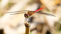 P2330556：アキアカネ（オス）