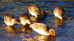 P2400299：コガモ