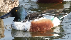 DSCN3159：ハシビロガモ（オス）