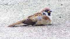 P2280433：スズメ