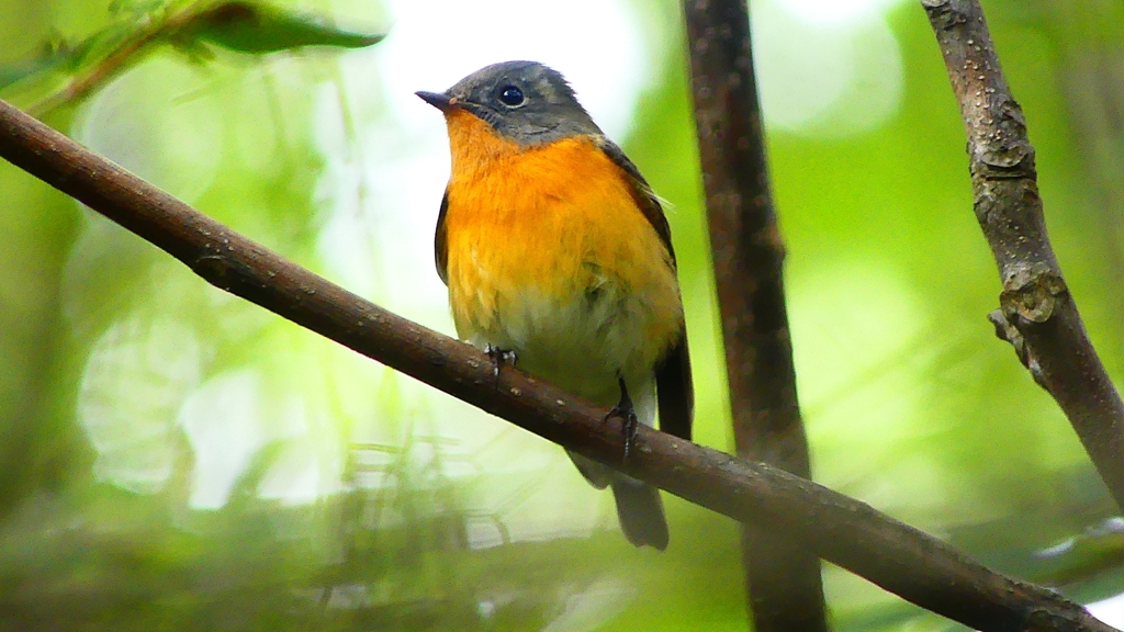 P2320373：ムギマキ（オス若鳥）