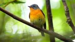 P2320373：ムギマキ（オス若鳥）