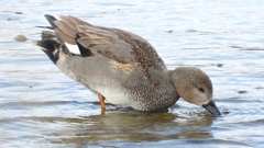 DSCN1790：オカヨシガモ（オス）