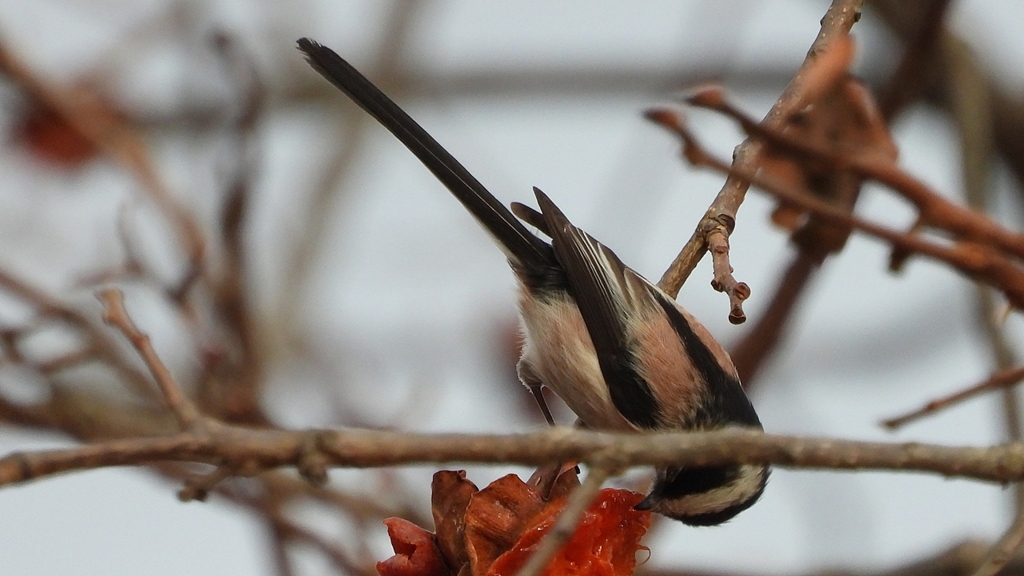 DSCN8503：エナガ