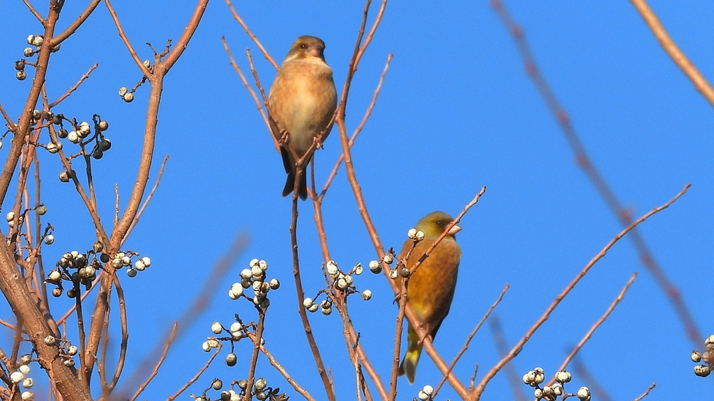 DSCN6532：カワラヒワ