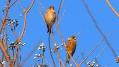 DSCN6532：カワラヒワ