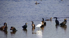 P2360776：カワウ他