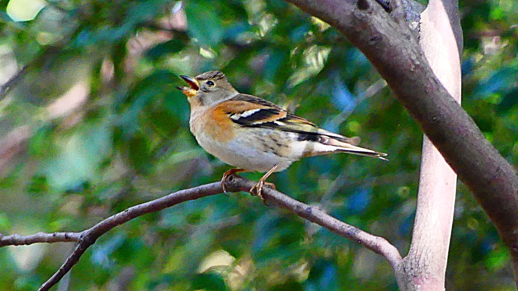 P2360348：アトリ