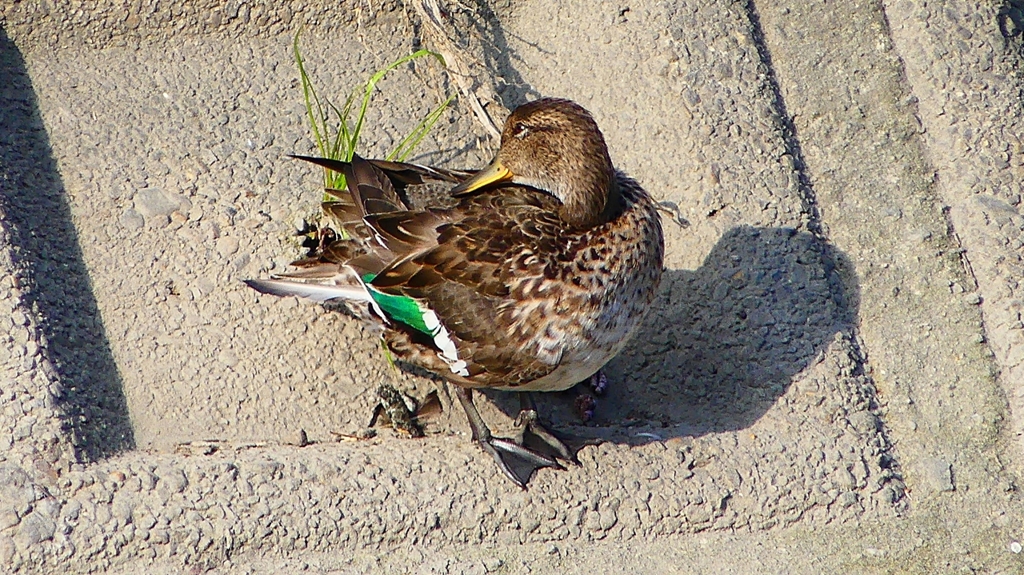 P2390583：コガモ（メス）