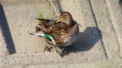 P2390583：コガモ（メス）