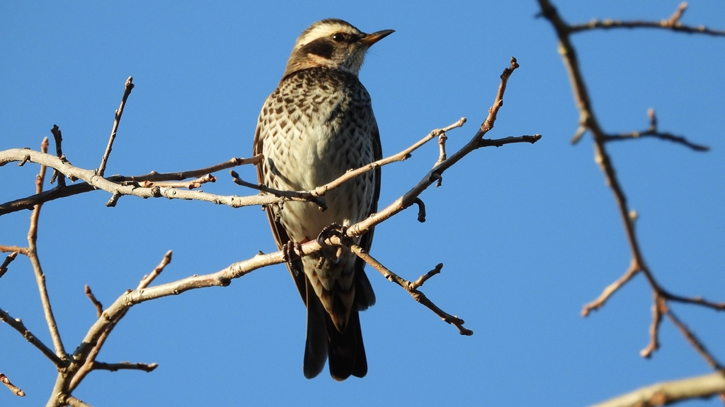 DSCN4672：ツグミ