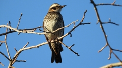 DSCN4672：ツグミ