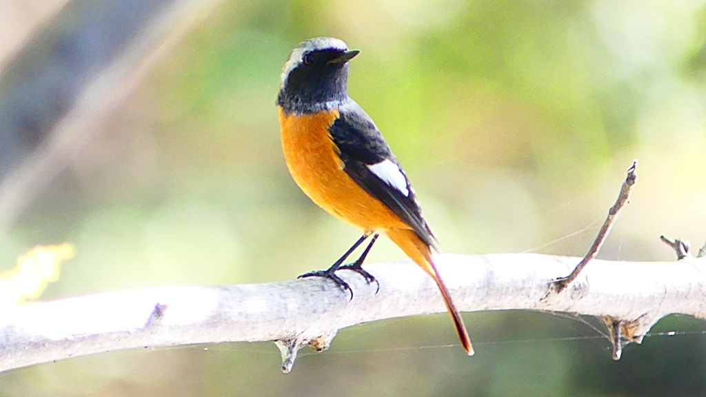 P2300490：ジョウビタキ（オス）