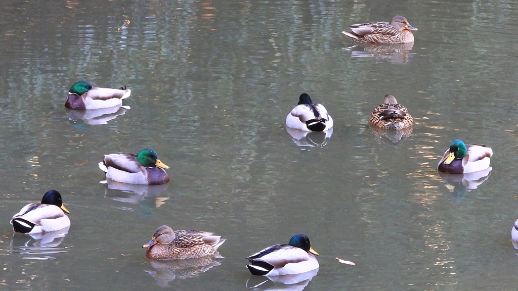 DSCN6997：マガモ