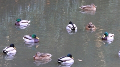 DSCN6997：マガモ