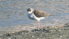 DSCN2273：セイタカシギ