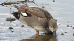 DSCN1772：オカヨシガモ（オス）