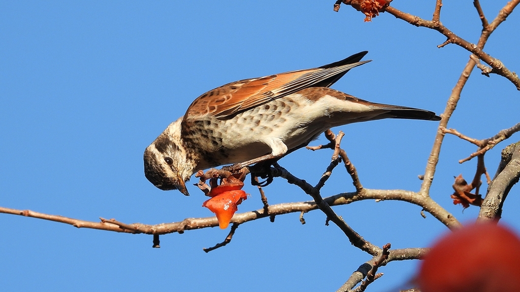 DSCN4676：ツグミ