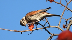 DSCN4676：ツグミ