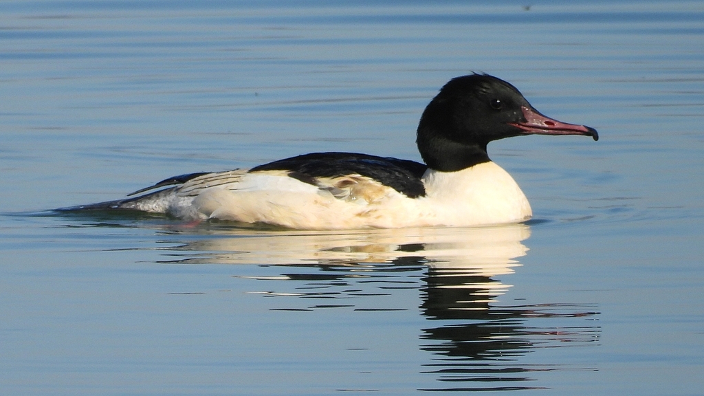 DSCN6880：カワアイサ