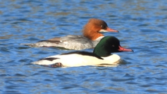 DSCN5872：カワアイサ