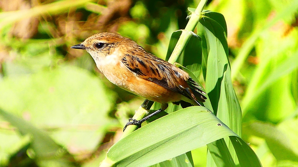 P2300312：ノビタキ