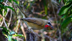 P2310533：ノゴマ（オス