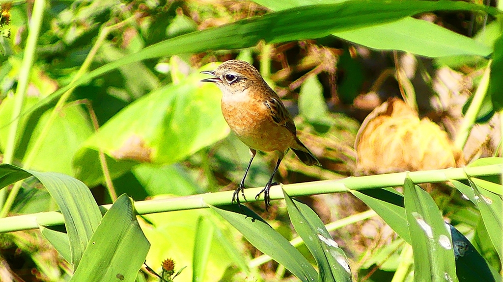 P2300217：ノビタキ