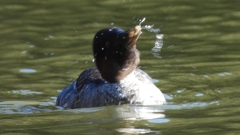 DSCN2286：ホオジロガモ（メス）