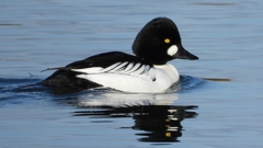 DSCN2813：ホオジロガモ（オス）