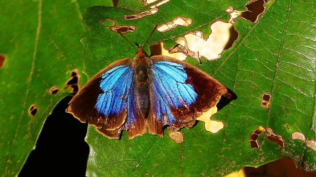 P2400531：ムラサキシジミ