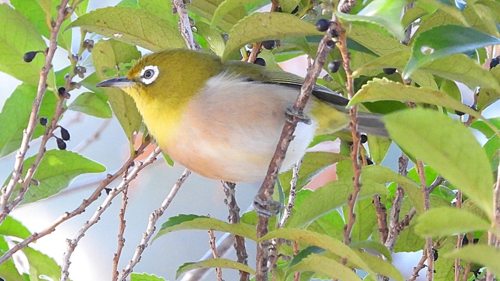 DSCN8305：メジロ