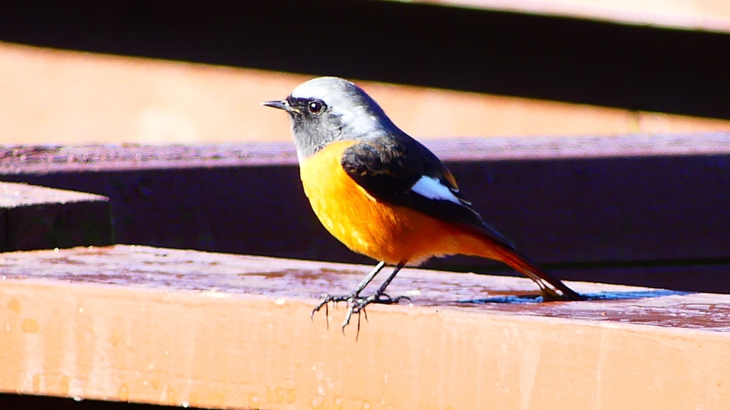 P2370609：ジョウビタキ（オス）