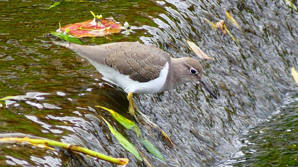 P2290025：イソシギ