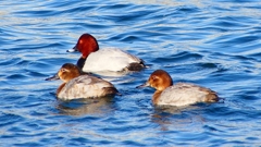 P2380544：ホシハジロ