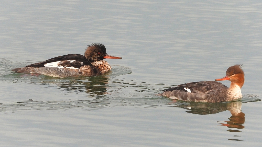 DSCN7265：ウミアイサ