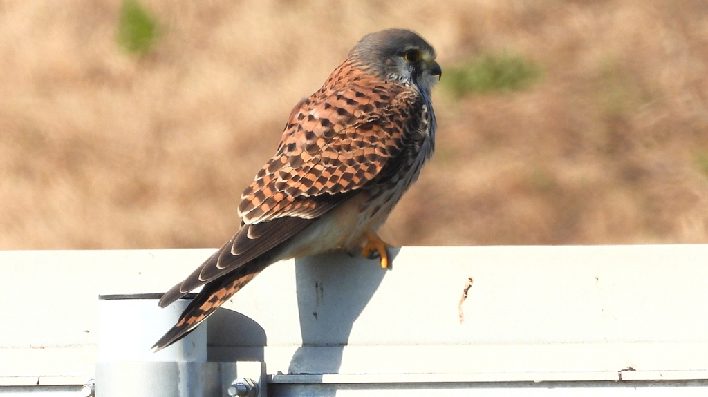 DSCN6535：チョウゲンボウ