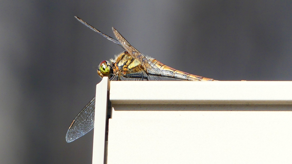 P2370833：アキアカネ（メス）