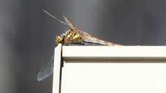 P2370833：アキアカネ（メス）