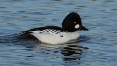 DSCN2550：ホオジロガモ（オス）