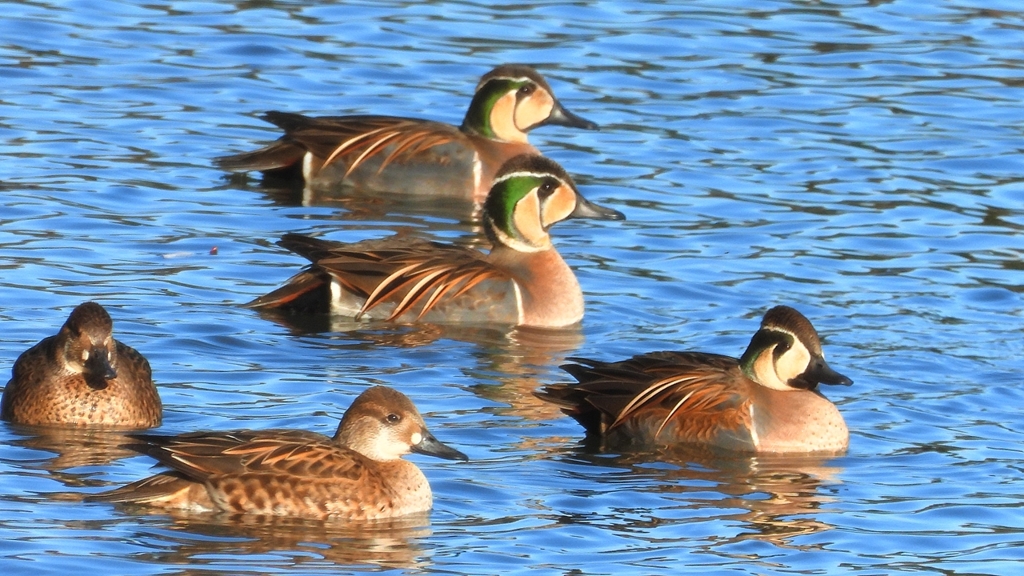 DSCN7879：トモエガモ