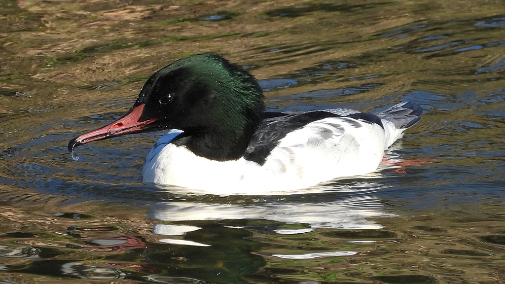 DSCN1778：カワアイサ（オス）