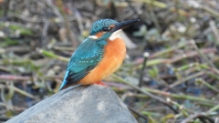 DSCN5123：カワセミ（オス）