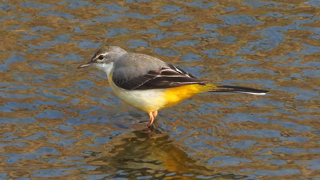 DSCN7479：キセキレイ