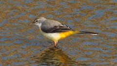 DSCN7479：キセキレイ